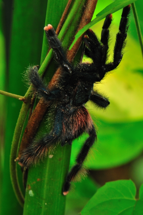 tarantula